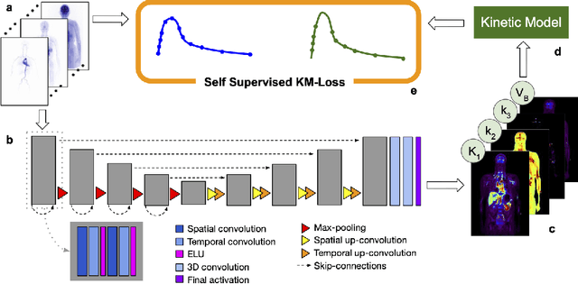 Figure 1 for Self-Supervised Learning for Physiologically-Based Pharmacokinetic Modeling in Dynamic PET