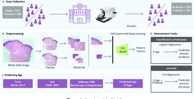 Figure 1 for Contrastive Deep Learning Reveals Age Biomarkers in Histopathological Skin Biopsies