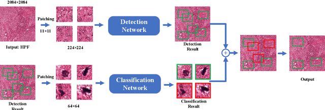 Figure 3 for A novel dataset and a two-stage mitosis nuclei detection method based on hybrid anchor branch