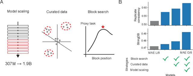 Figure 1 for ViTally Consistent: Scaling Biological Representation Learning for Cell Microscopy