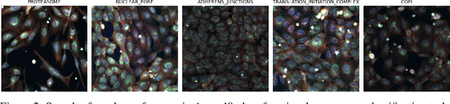 Figure 3 for ViTally Consistent: Scaling Biological Representation Learning for Cell Microscopy