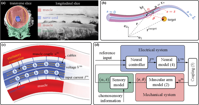 Figure 1 for Modeling the Neuromuscular Control System of an Octopus Arm