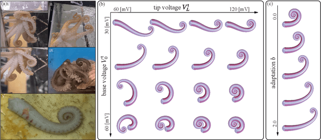 Figure 3 for Modeling the Neuromuscular Control System of an Octopus Arm