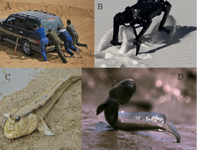Figure 1 for Bio-inspired tail oscillation enables robot fast crawling on deformable granular terrains