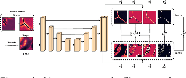 Figure 1 for Few-shot adaptation for morphology-independent cell instance segmentation