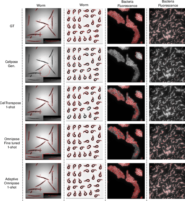 Figure 3 for Few-shot adaptation for morphology-independent cell instance segmentation