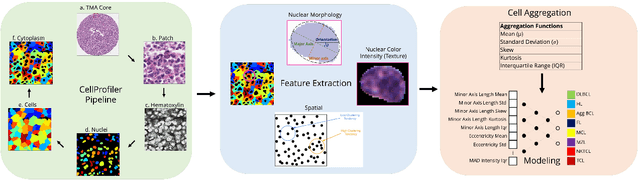 Figure 1 for LymphoML: An interpretable artificial intelligence-based method identifies morphologic features that correlate with lymphoma subtype