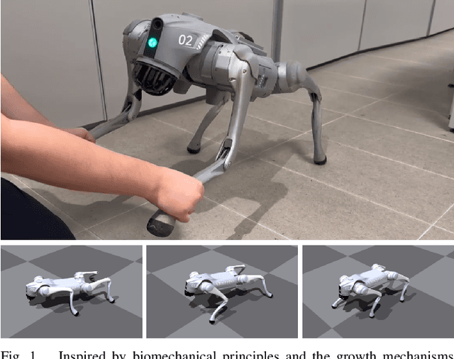 Figure 1 for SATA: Safe and Adaptive Torque-Based Locomotion Policies Inspired by Animal Learning