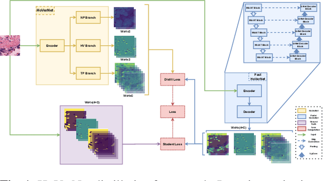 Figure 1 for HoVer-UNet: Accelerating HoVerNet with UNet-based multi-class nuclei segmentation via knowledge distillation