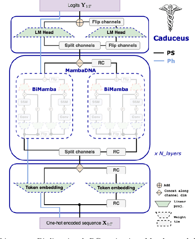 Figure 3 for Caduceus: Bi-Directional Equivariant Long-Range DNA Sequence Modeling