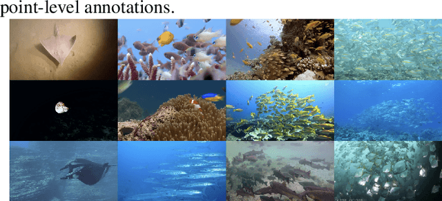 Figure 1 for A Density-Guided Temporal Attention Transformer for Indiscernible Object Counting in Underwater Video