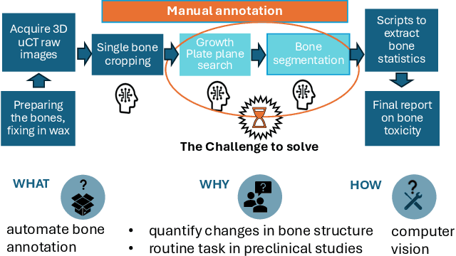 Figure 1 for MiceBoneChallenge: Micro-CT public dataset and six solutions for automatic growth plate detection in micro-CT mice bone scans