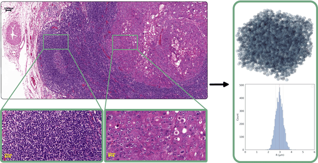 Figure 1 for Cellular EXchange Imaging (CEXI): Evaluation of a diffusion model including water exchange in cells using numerical phantoms of permeable spheres