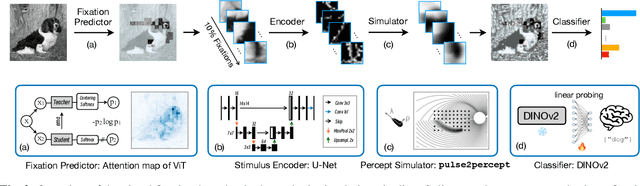 Figure 3 for Visual Fixation-Based Retinal Prosthetic Simulation