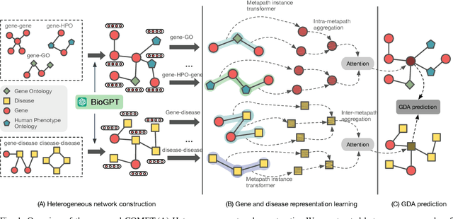 Figure 1 for Comprehensive Metapath-based Heterogeneous Graph Transformer for Gene-Disease Association Prediction