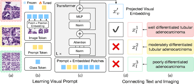 Figure 3 for Text-guided Foundation Model Adaptation for Pathological Image Classification