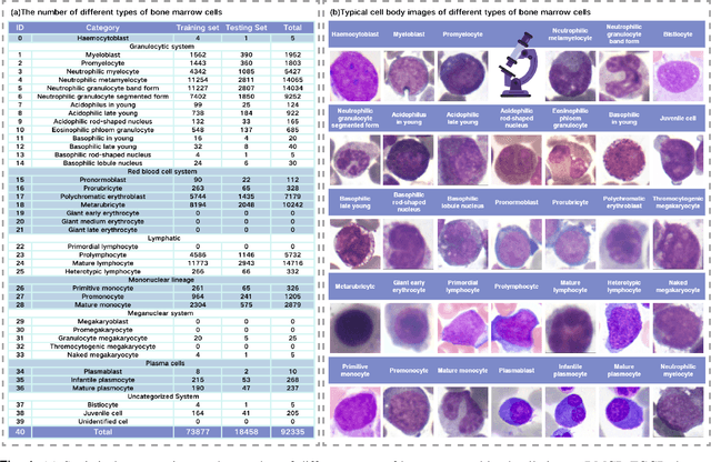 Figure 4 for SCKansformer: Fine-Grained Classification of Bone Marrow Cells via Kansformer Backbone and Hierarchical Attention Mechanisms