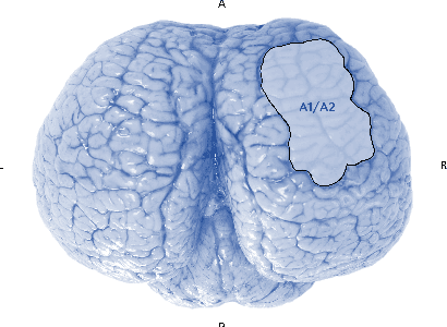 Figure 1 for MR-NOM: Multi-scale Resolution of Neuronal cells in Nissl-stained histological slices via deliberate Over-segmentation and Merging