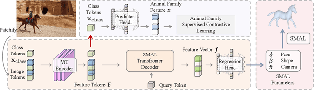 Figure 3 for AniMer: Animal Pose and Shape Estimation Using Family Aware Transformer