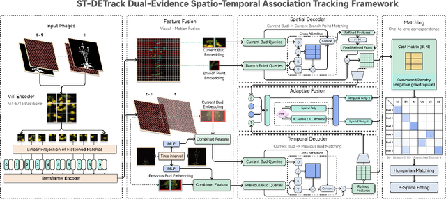 Figure 2 for ST-DETrack: Identity-Preserving Branch Tracking in Entangled Plant Canopies via Dual Spatiotemporal Evidence