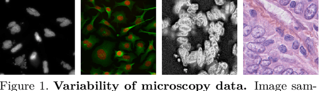 Figure 1 for CellTranspose: Few-shot Domain Adaptation for Cellular Instance Segmentation