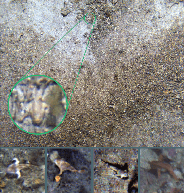 Figure 1 for Detecting Endangered Marine Species in Autonomous Underwater Vehicle Imagery Using Point Annotations and Few-Shot Learning