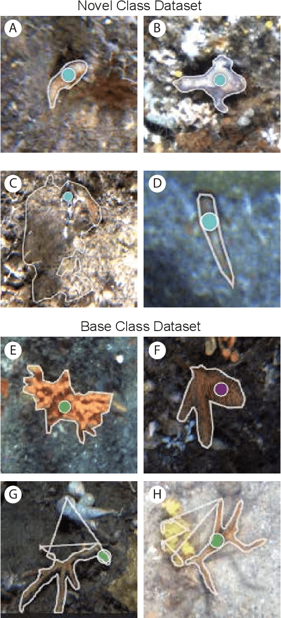 Figure 3 for Detecting Endangered Marine Species in Autonomous Underwater Vehicle Imagery Using Point Annotations and Few-Shot Learning