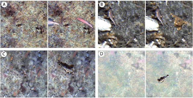 Figure 4 for Detecting Endangered Marine Species in Autonomous Underwater Vehicle Imagery Using Point Annotations and Few-Shot Learning