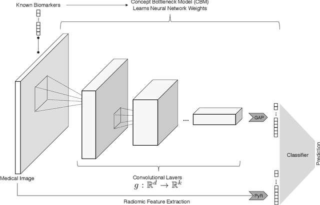 Figure 1 for Integration of Radiomics and Tumor Biomarkers in Interpretable Machine Learning Models