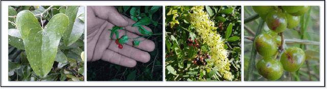 Figure 1 for FGDCC: Fine-Grained Deep Cluster Categorization -- A Framework for Intra-Class Variability Problems in Plant Classification