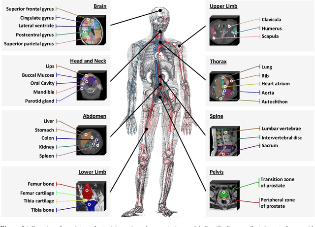 Figure 3 for One Model to Rule them All: Towards Universal Segmentation for Medical Images with Text Prompts