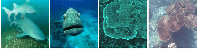 Figure 2 for Capsule Enhanced Variational AutoEncoder for Underwater Image Reconstruction