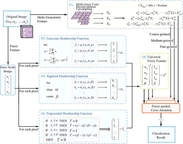 Figure 3 for FMDNN: A Fuzzy-guided Multi-granular Deep Neural Network for Histopathological Image Classification