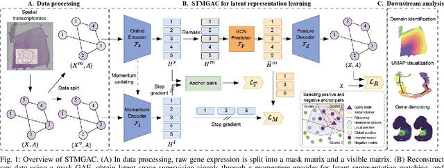 Figure 1 for Masked Graph Autoencoders with Contrastive Augmentation for Spatially Resolved Transcriptomics Data