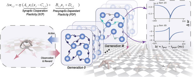 Figure 1 for Metaplasticity: Unifying Learning and Homeostatic Plasticity in Spiking Neural Networks