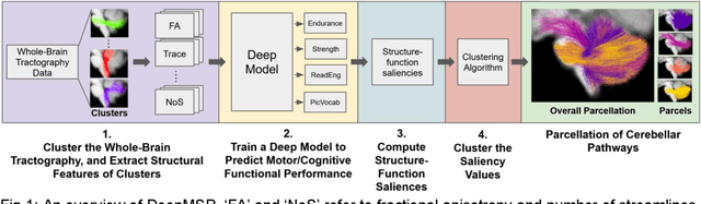 Figure 1 for Deep multimodal saliency parcellation of cerebellar pathways: linking microstructure and individual function through explainable multitask learning