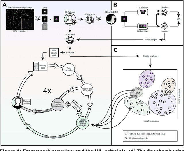 Figure 1 for Cluster-based human-in-the-loop strategy for improving machine learning-based circulating tumor cell detection in liquid biopsy