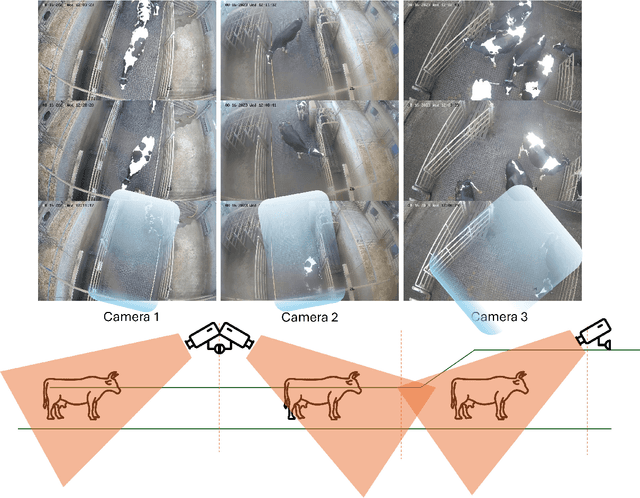 Figure 1 for MultiCamCows2024 -- A Multi-view Image Dataset for AI-driven Holstein-Friesian Cattle Re-Identification on a Working Farm