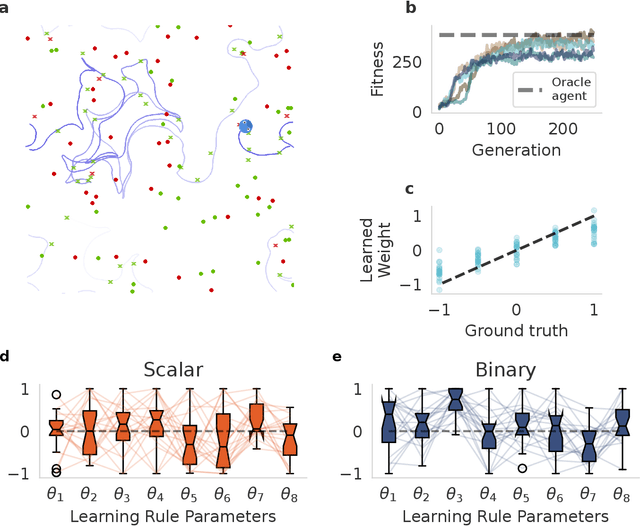 Figure 2 for Network bottlenecks and task structure control the evolution of interpretable learning rules in a foraging agent