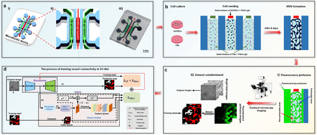 Figure 1 for Label-free Prediction of Vascular Connectivity in Perfused Microvascular Networks in vitro
