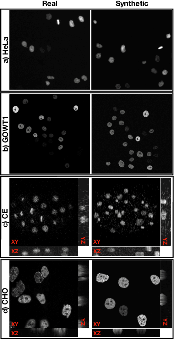 Figure 3 for Cascaded Diffusion Models for 2D and 3D Microscopy Image Synthesis to Enhance Cell Segmentation