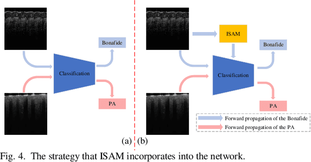 Figure 3 for Internal Structure Attention Network for Fingerprint Presentation Attack Detection from Optical Coherence Tomography