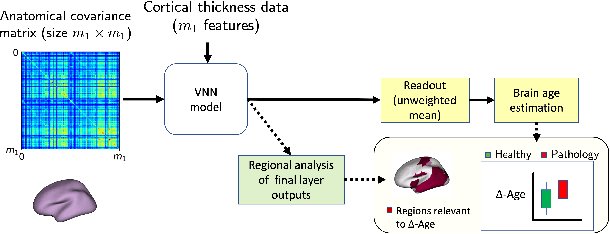 Figure 2 for Explainable Brain Age Gap Prediction in Neurodegenerative Conditions using coVariance Neural Networks