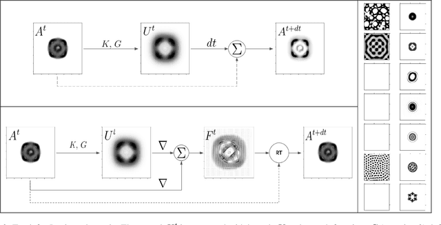 Figure 3 for Flow Lenia: Mass conservation for the study of virtual creatures in continuous cellular automata