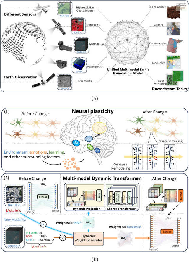 Figure 1 for Neural Plasticity-Inspired Foundation Model for Observing the Earth Crossing Modalities