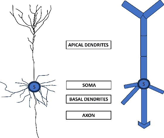 Figure 1 for MC-QDSNN: Quantized Deep evolutionary SNN with Multi-Dendritic Compartment Neurons for Stress Detection using Physiological Signals