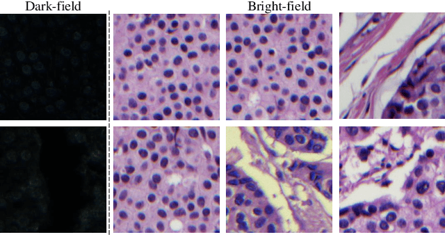 Figure 1 for Unsupervised Deep Digital Staining For Microscopic Cell Images Via Knowledge Distillation