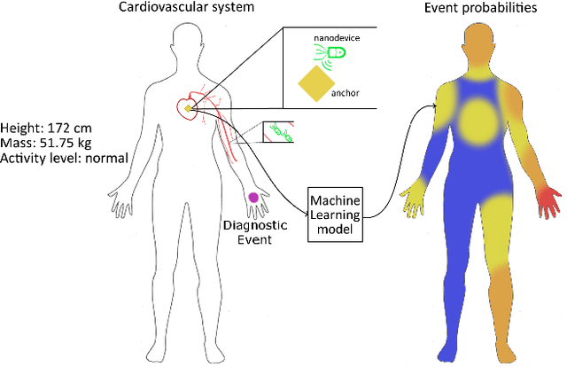 Figure 1 for Tailoring Graph Neural Network-based Flow-guided Localization to Individual Bloodstreams and Activities