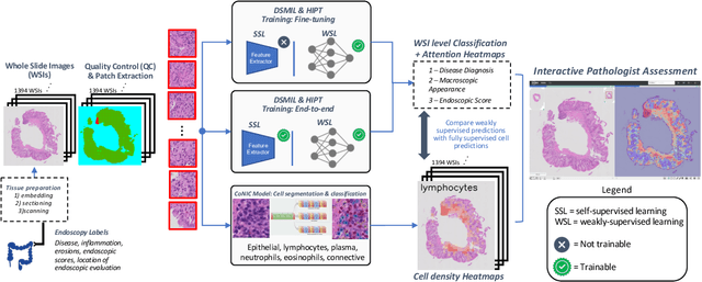 Figure 1 for Interpretable histopathology-based prediction of disease relevant features in Inflammatory Bowel Disease biopsies using weakly-supervised deep learning