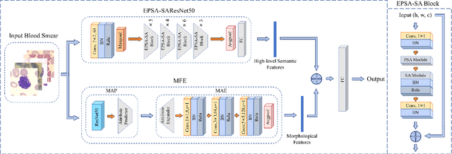 Figure 1 for DAFFNet: A Dual Attention Feature Fusion Network for Classification of White Blood Cells